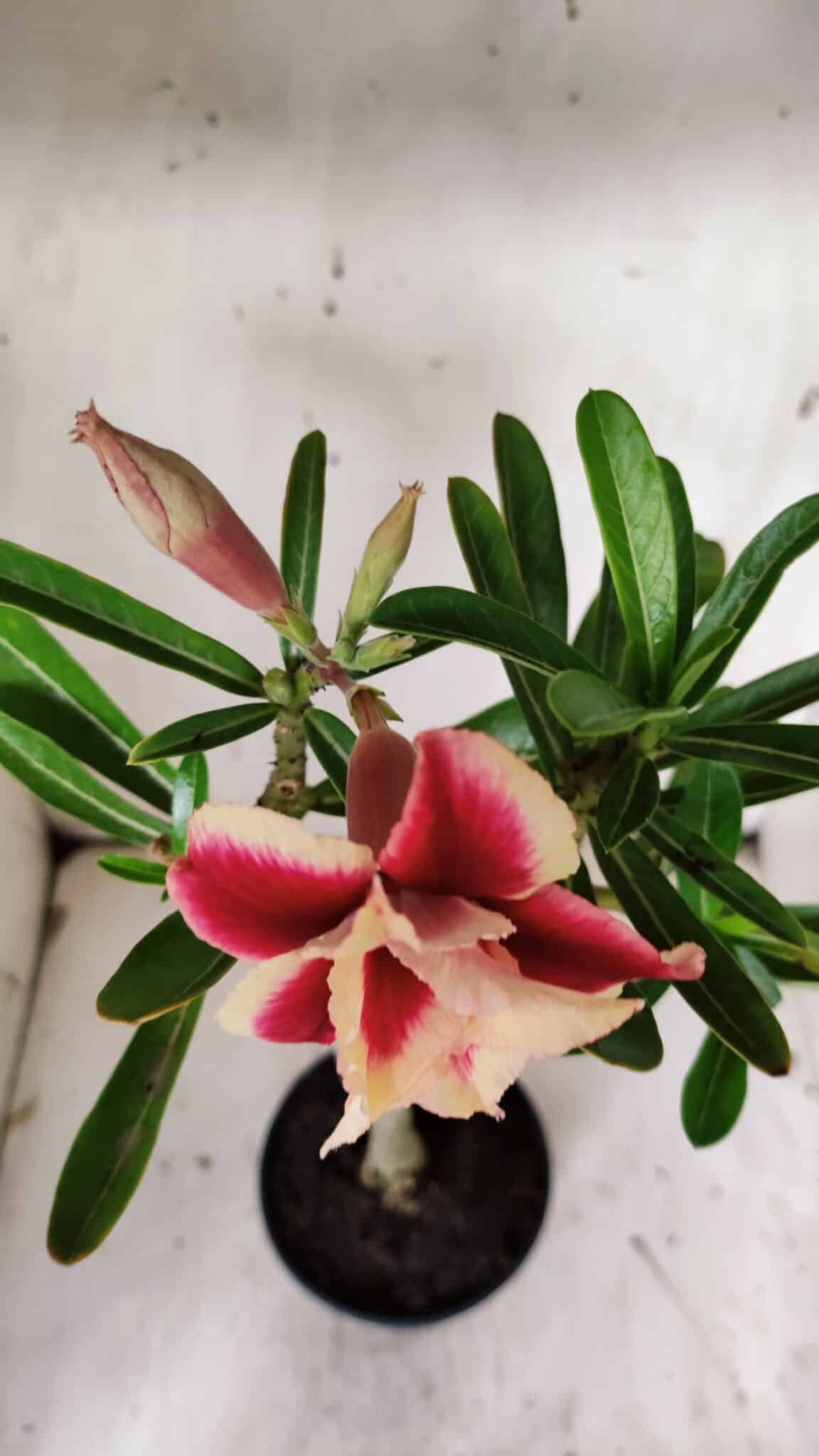 Planta Dobrada 3130 – 35cm – 03 anos