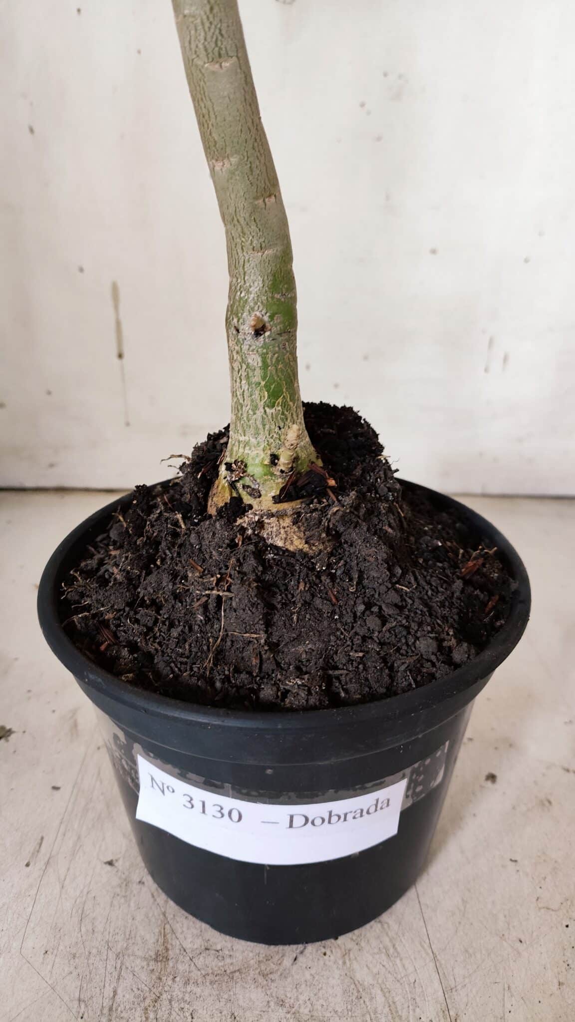 Planta Dobrada 3130 – 35cm – 03 anos