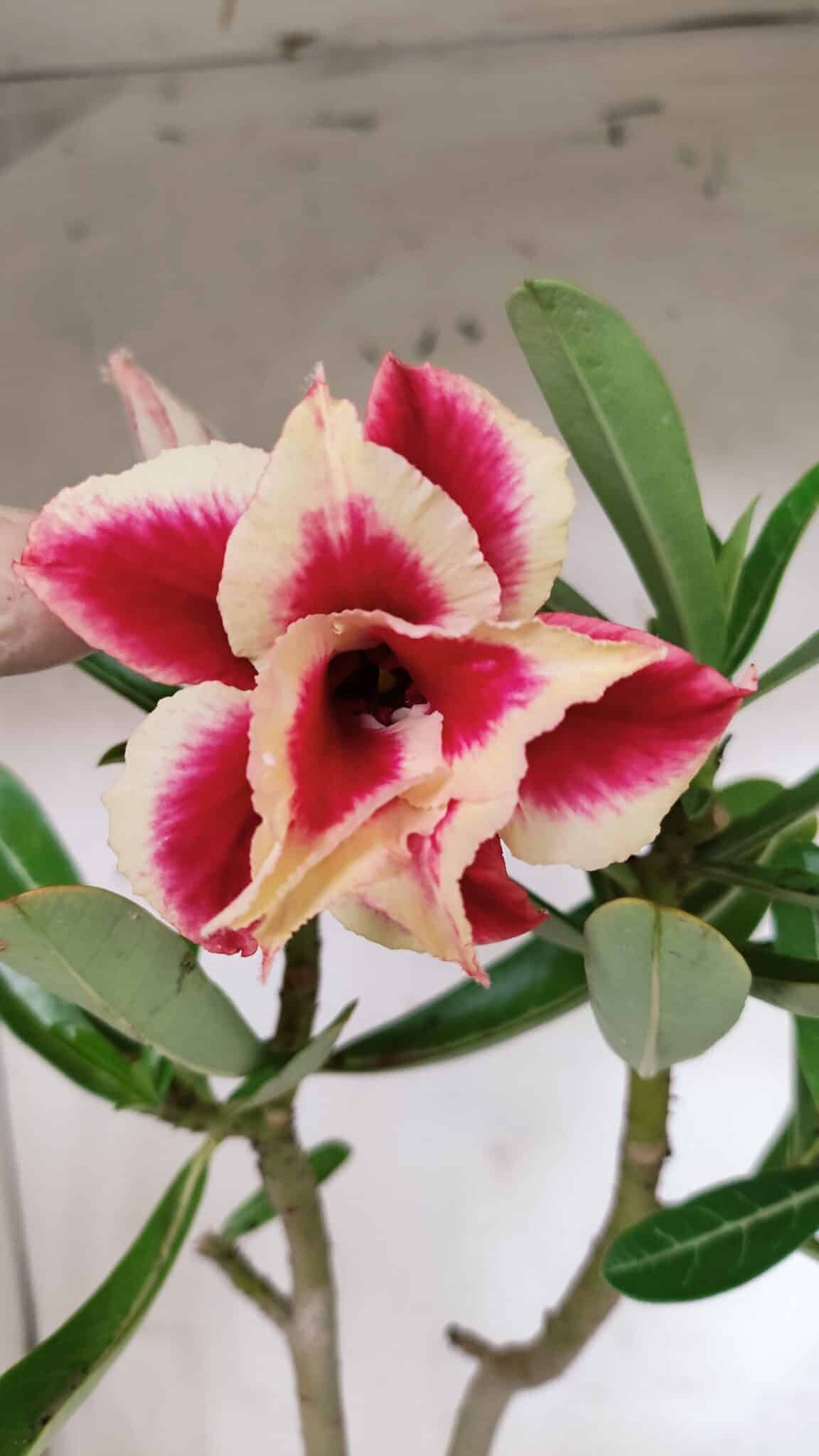 Planta Dobrada 3130 – 35cm – 03 anos