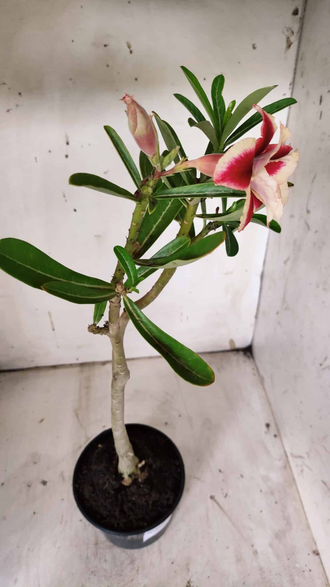 Planta Dobrada 3130 – 35cm – 03 anos