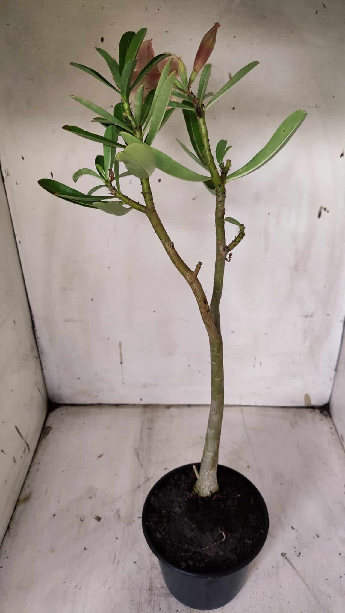 Planta Dobrada 3130 – 35cm – 03 anos