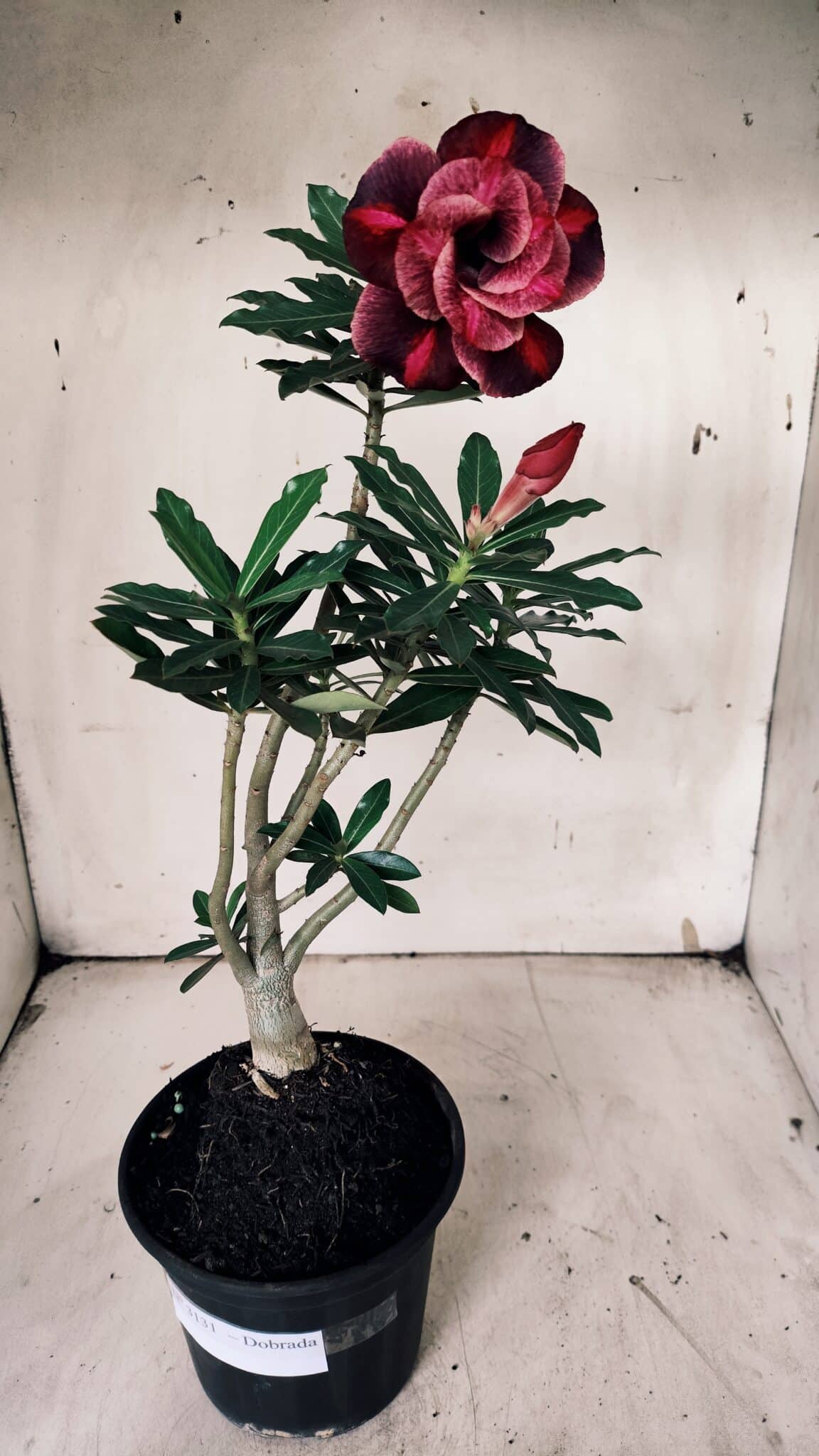Planta Dobrada 3131 – 35cm – 03 anos