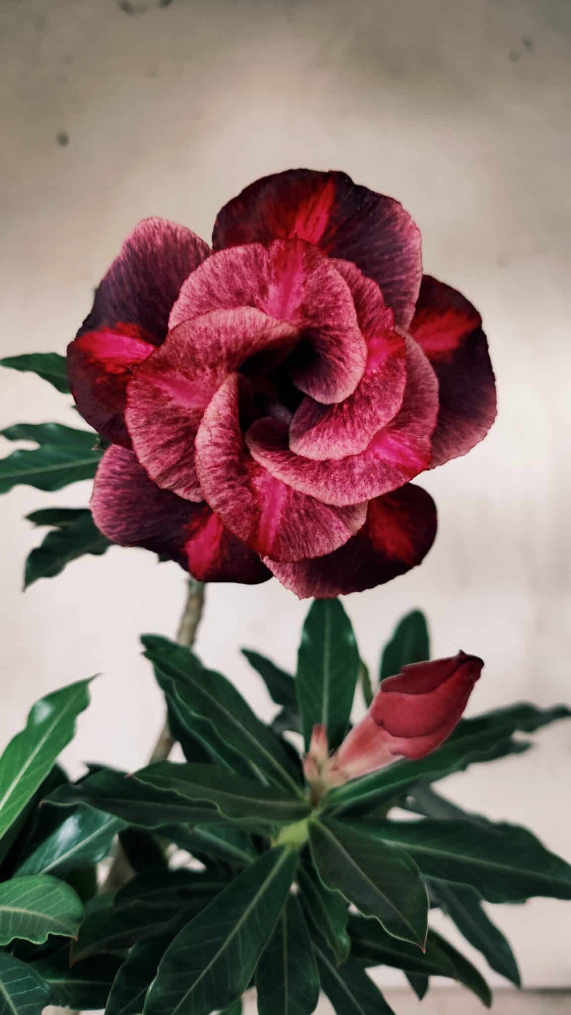 Planta Dobrada 3131 – 35cm – 03 anos