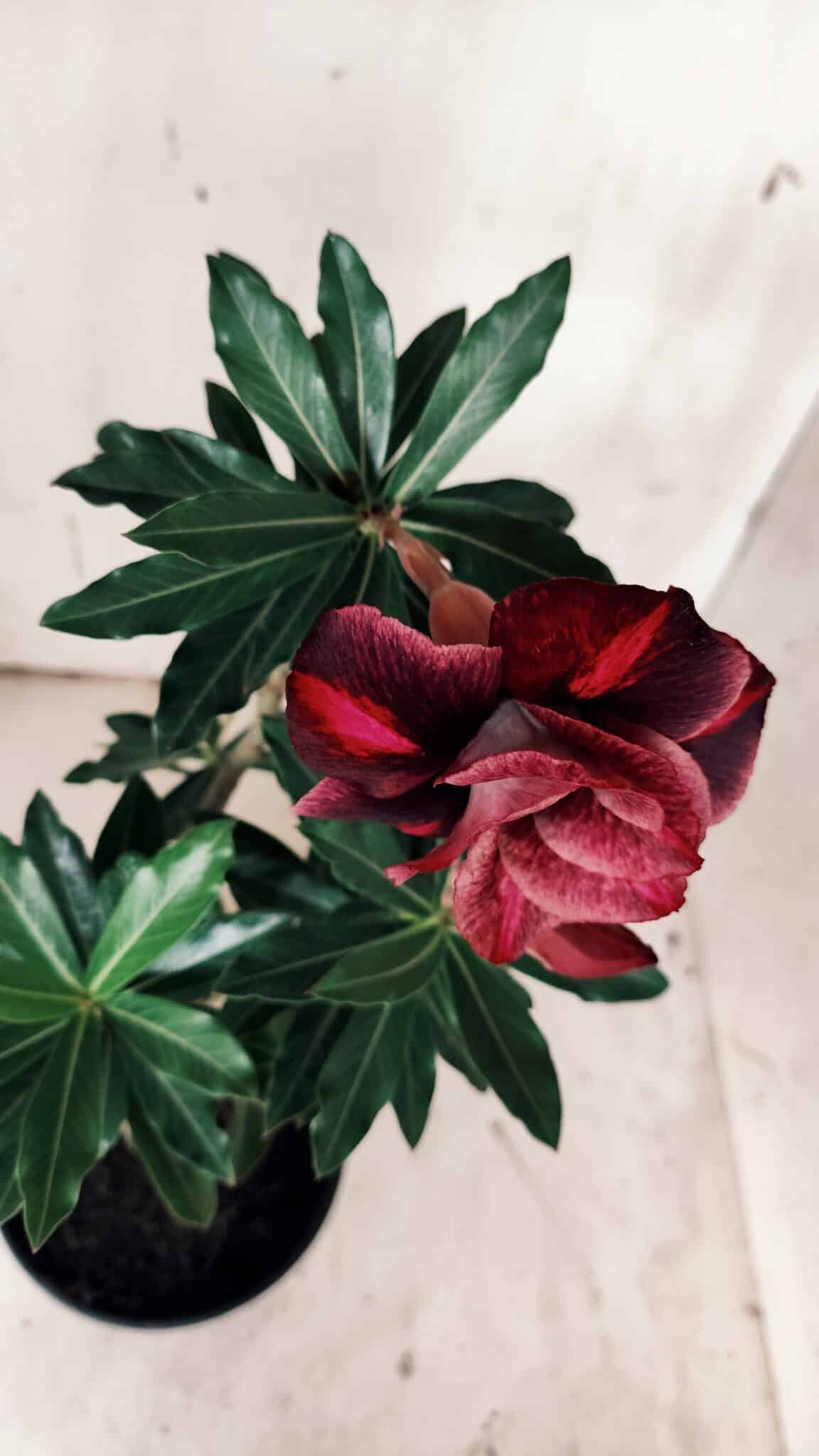Planta Dobrada 3131 – 35cm – 03 anos