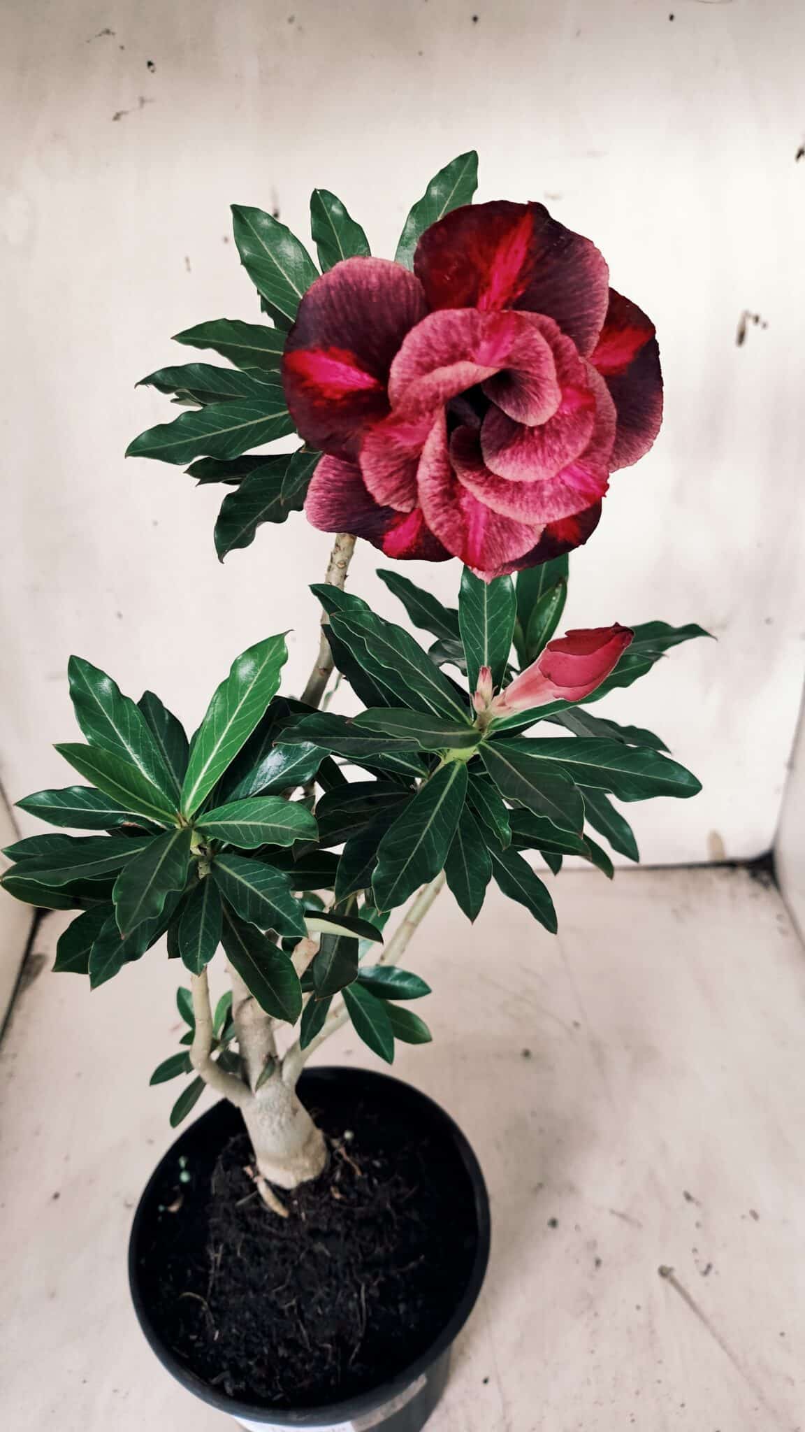 Planta Dobrada 3131 – 35cm – 03 anos