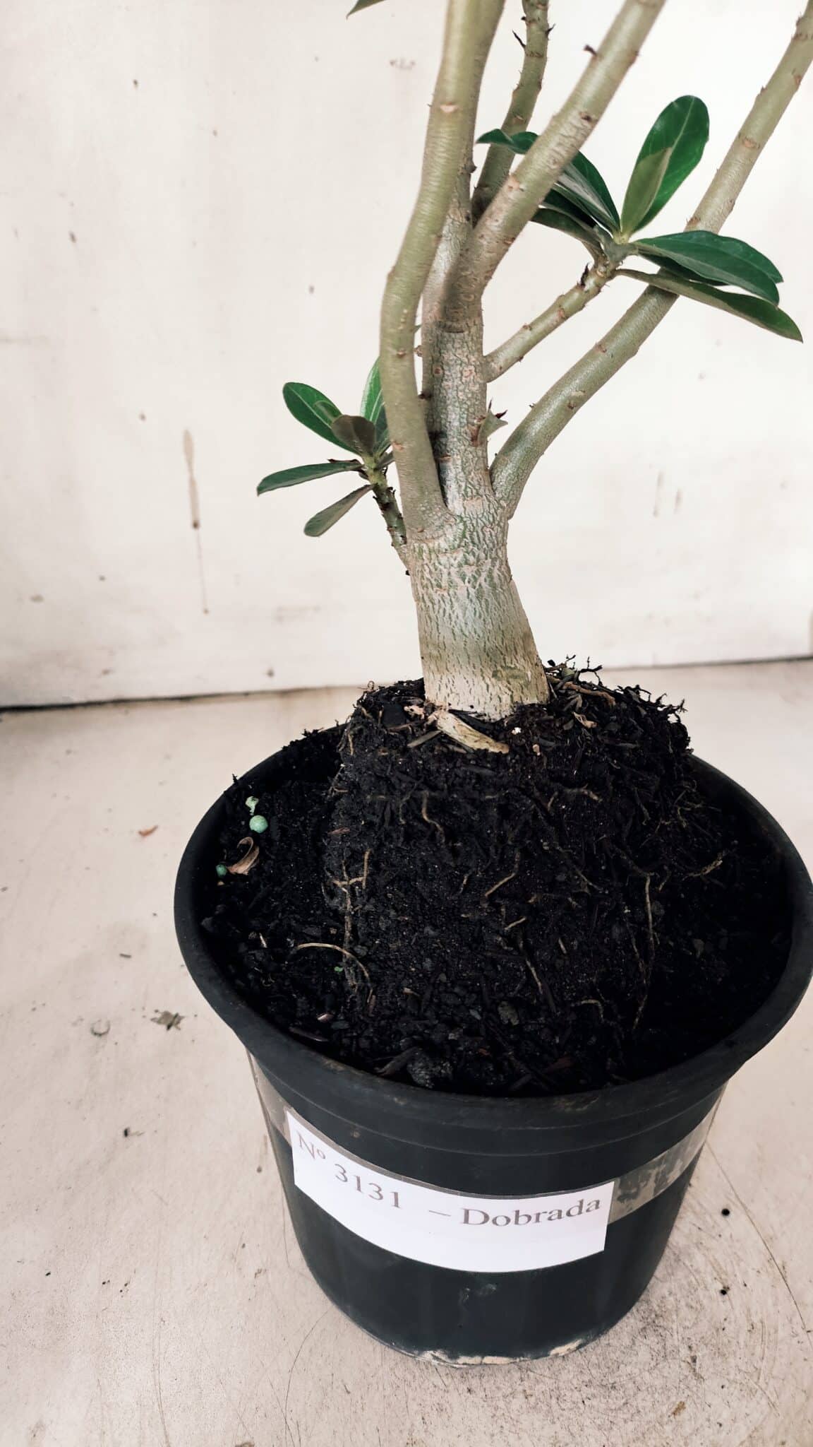 Planta Dobrada 3131 – 35cm – 03 anos
