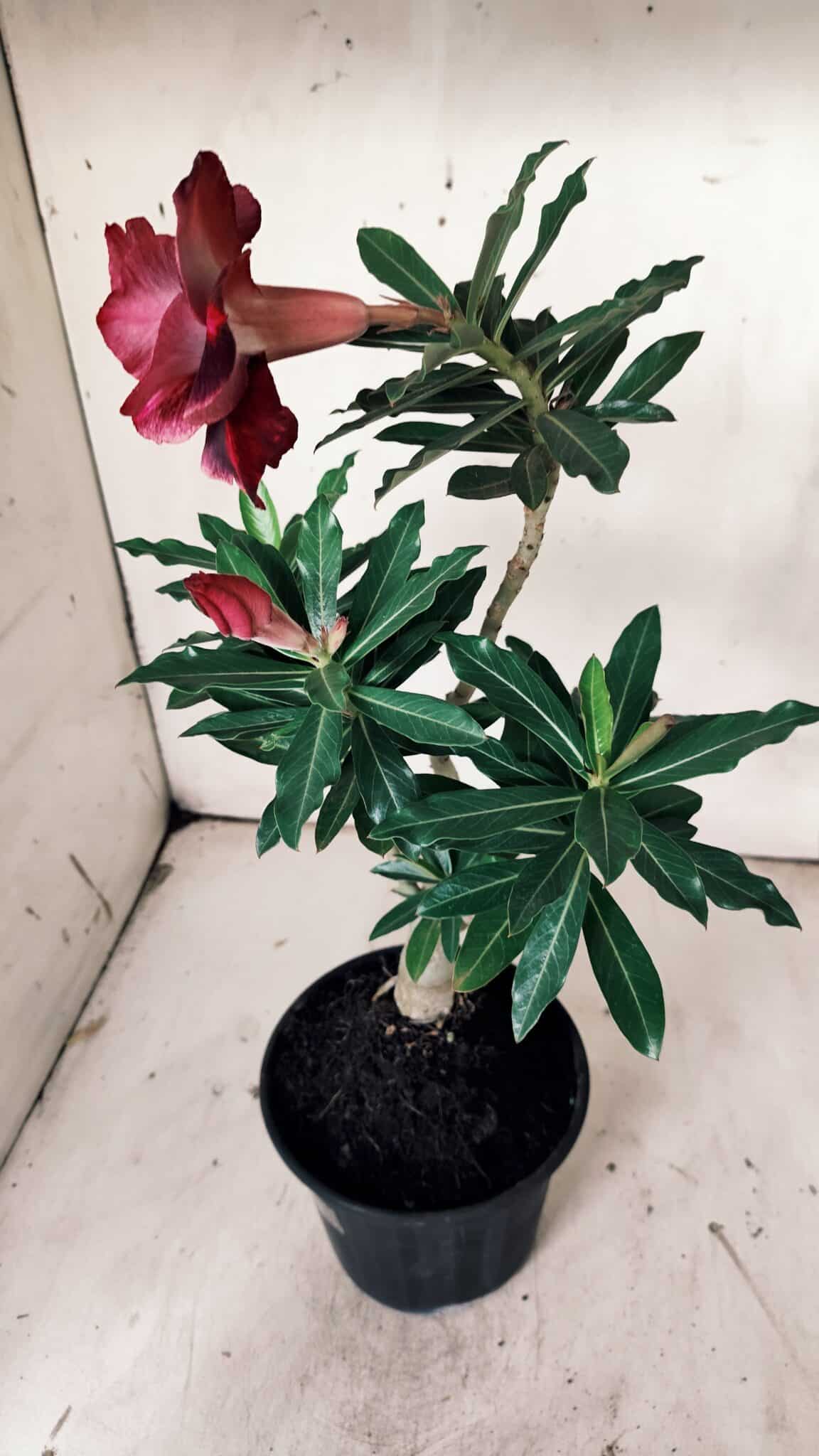 Planta Dobrada 3131 – 35cm – 03 anos