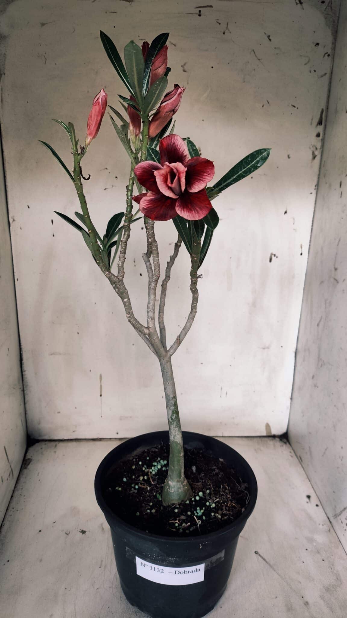 Planta Dobrada 3132 – 40cm – 03 anos