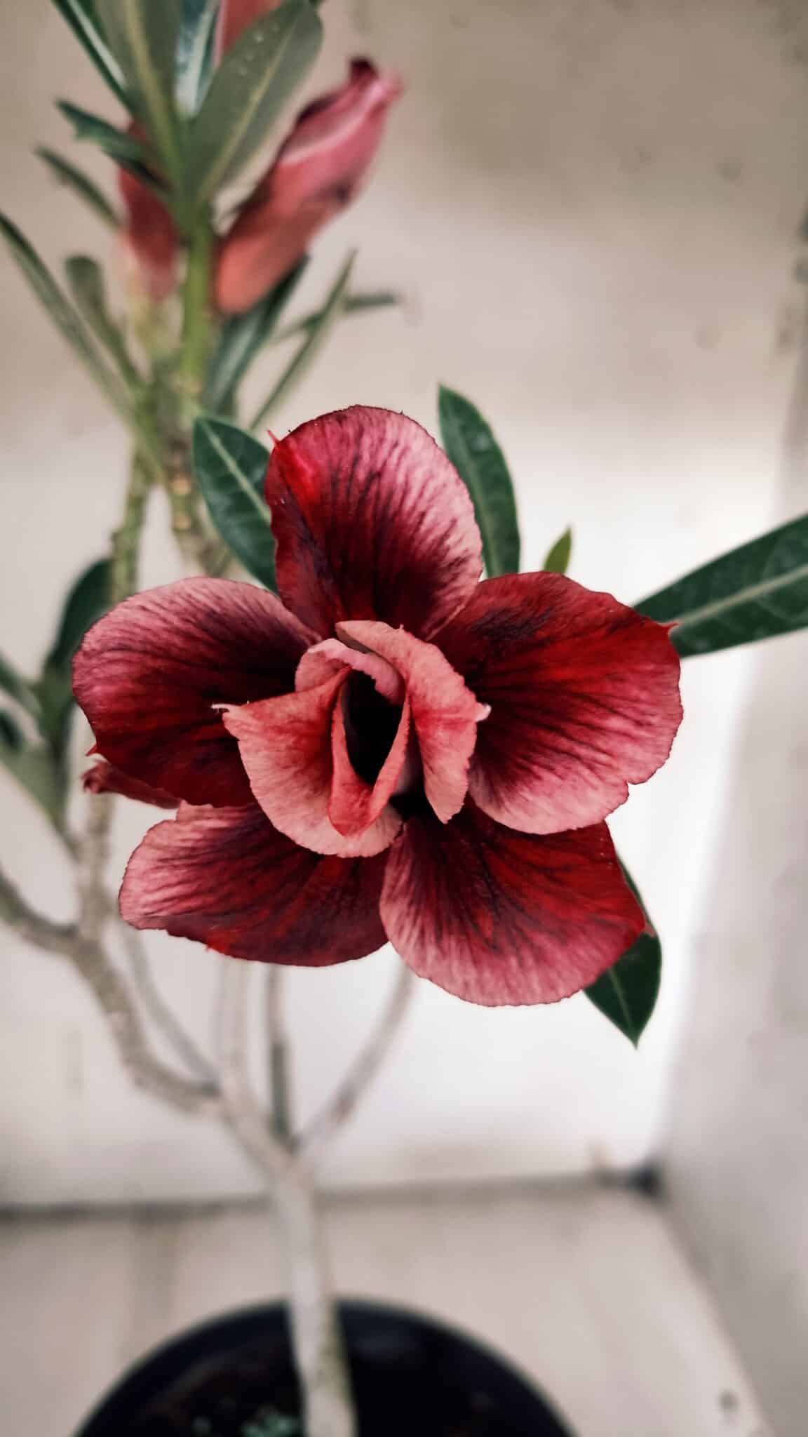 Planta Dobrada 3132 – 40cm – 03 anos