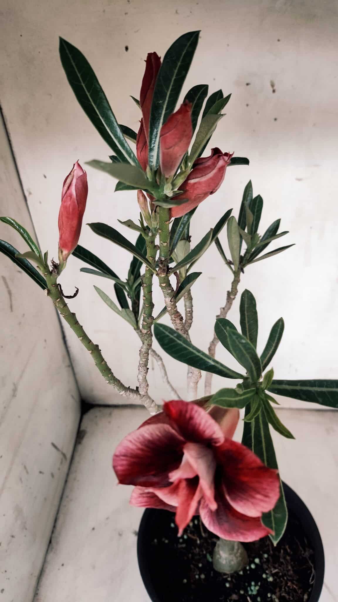 Planta Dobrada 3132 – 40cm – 03 anos