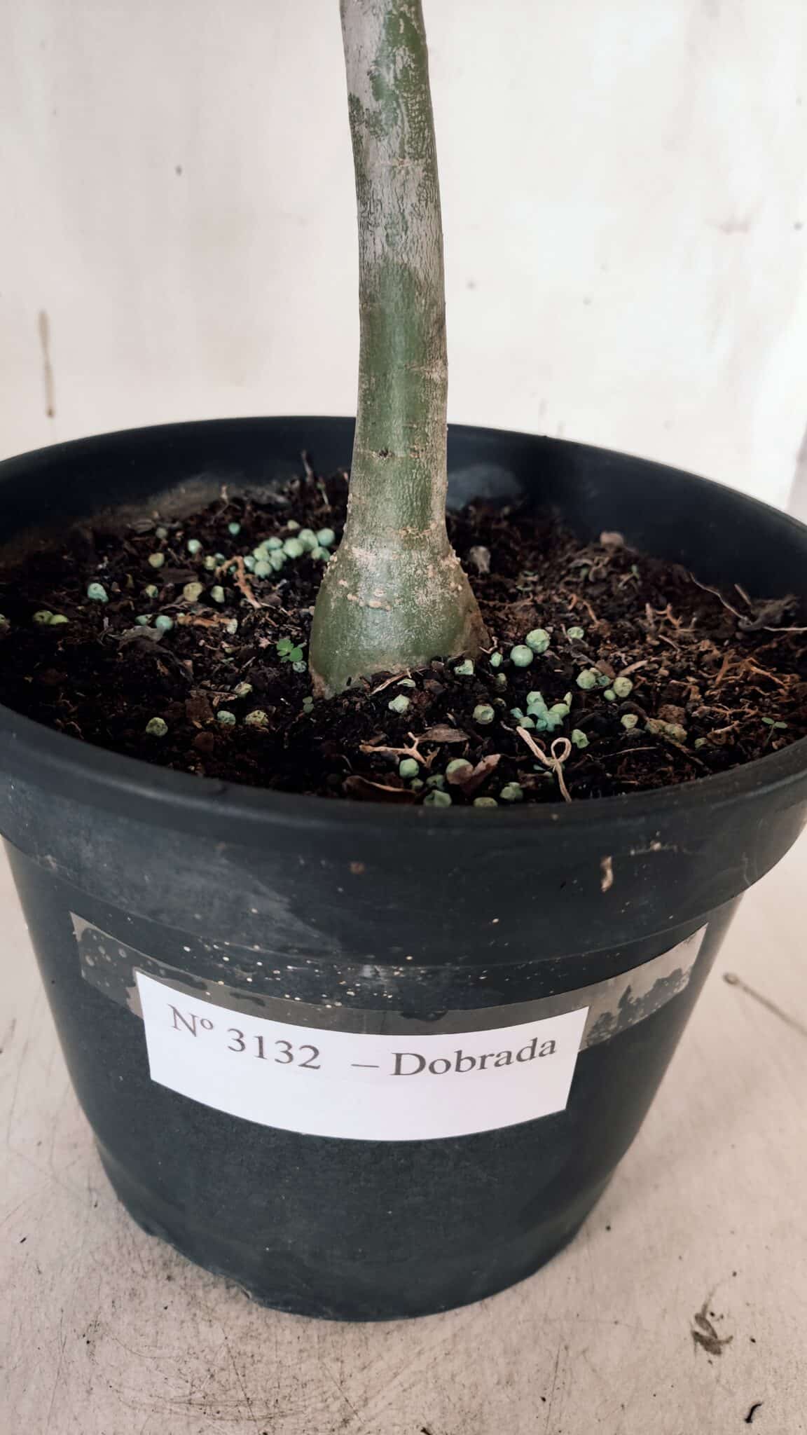 Planta Dobrada 3132 – 40cm – 03 anos