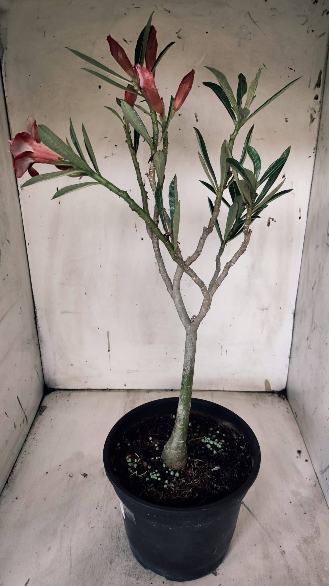 Planta Dobrada 3132 – 40cm – 03 anos