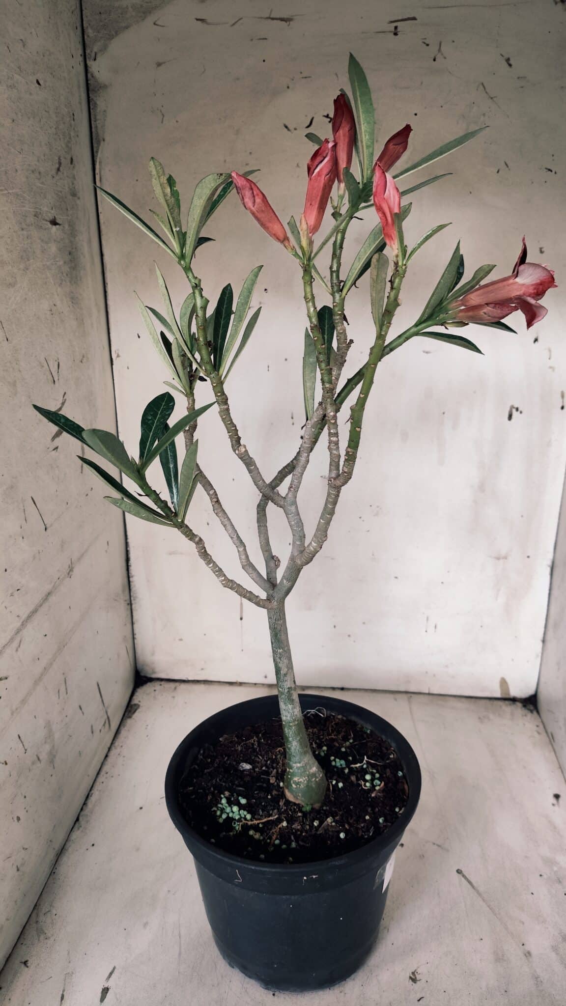 Planta Dobrada 3132 – 40cm – 03 anos