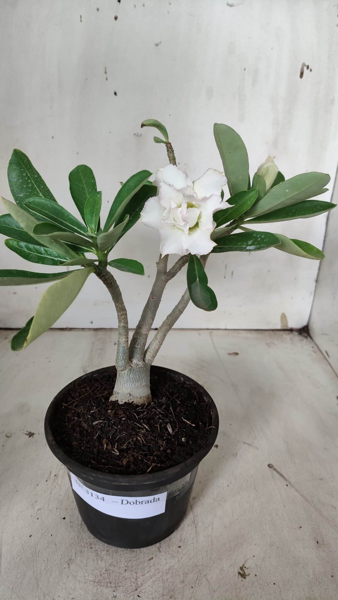 Planta Dobrada 3134 – 30cm – 02 anos