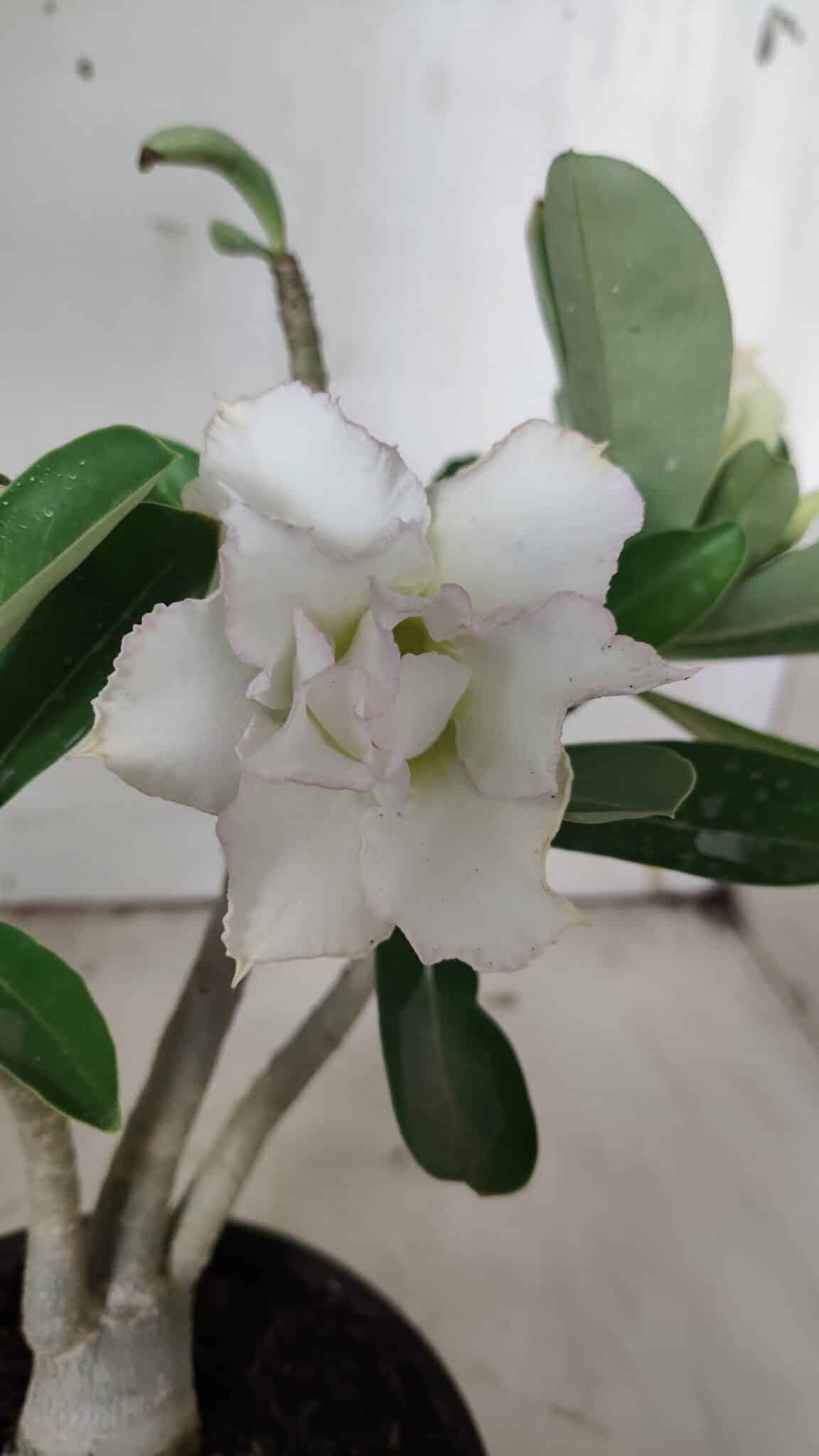Planta Dobrada 3134 – 30cm – 02 anos