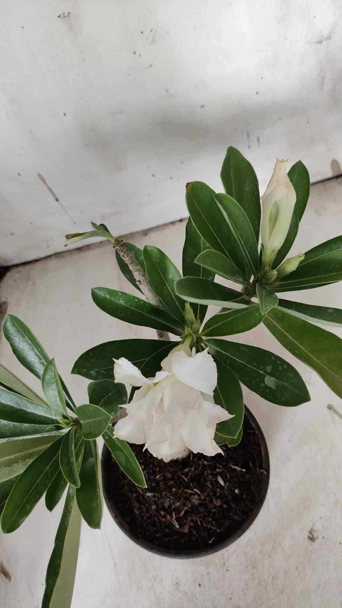 Planta Dobrada 3134 – 30cm – 02 anos