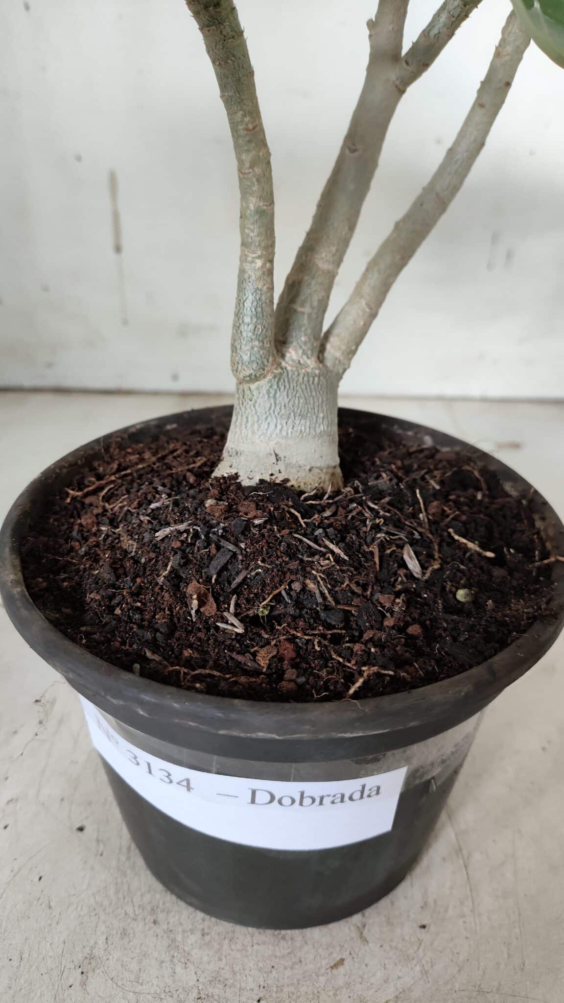 Planta Dobrada 3134 – 30cm – 02 anos