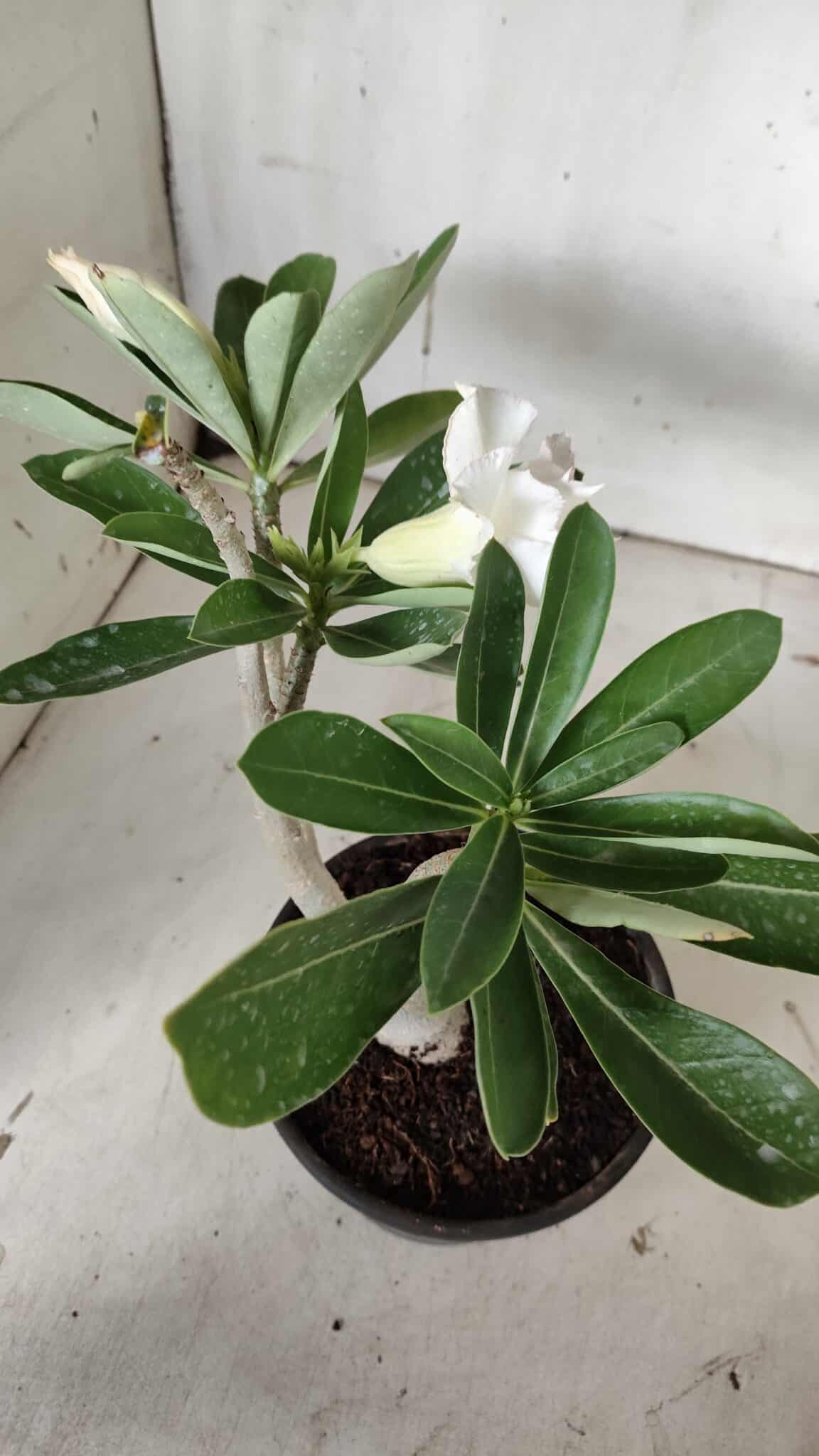 Planta Dobrada 3134 – 30cm – 02 anos