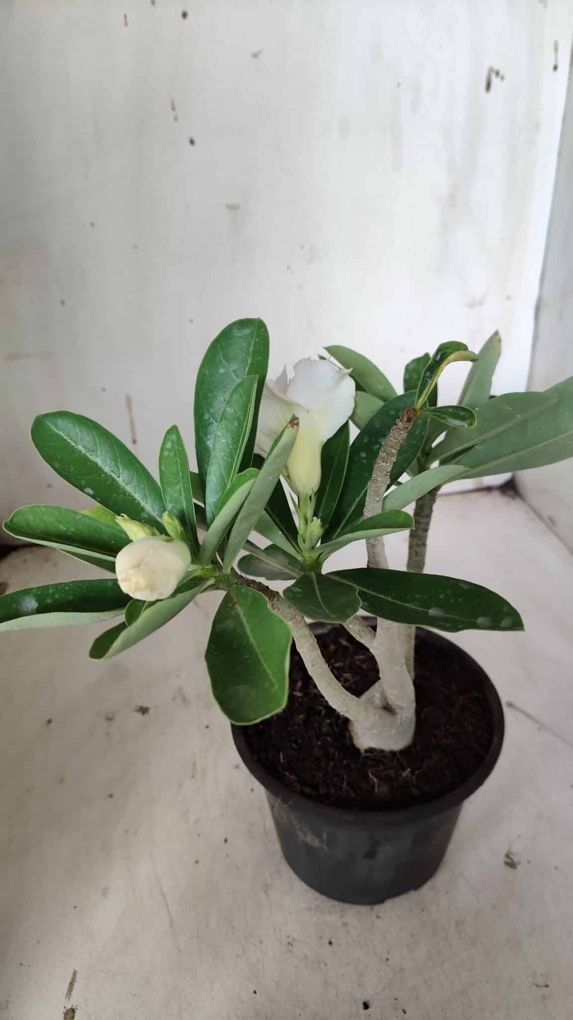 Planta Dobrada 3134 – 30cm – 02 anos