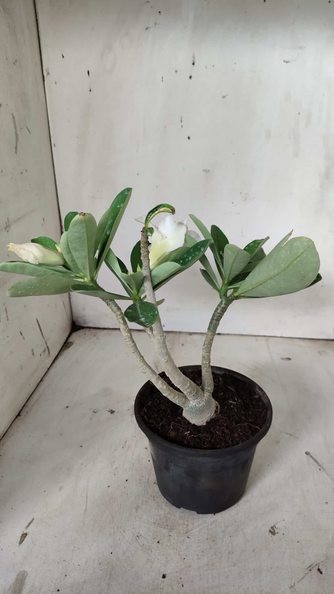Planta Dobrada 3134 – 30cm – 02 anos