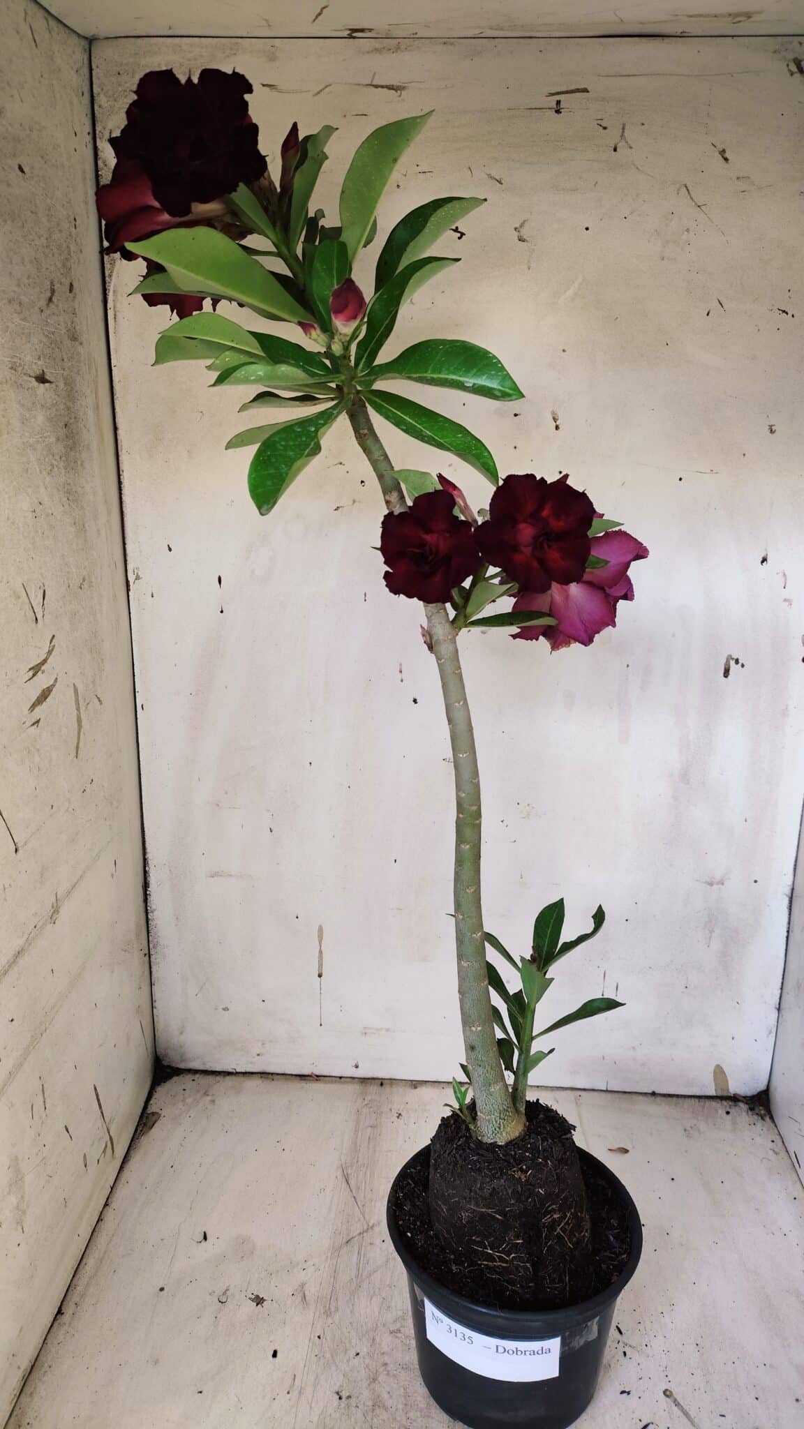 Planta Dobrada 3135 – 35cm – 03 anos