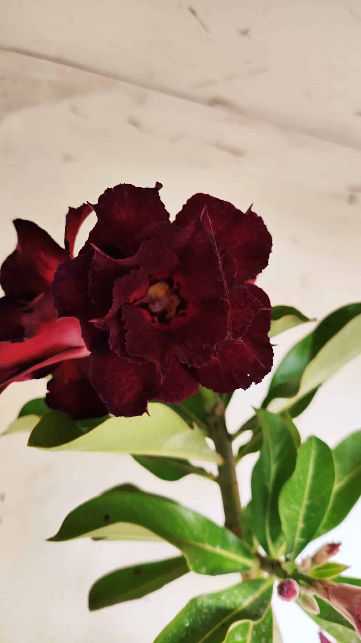 Planta Dobrada 3135 – 35cm – 03 anos