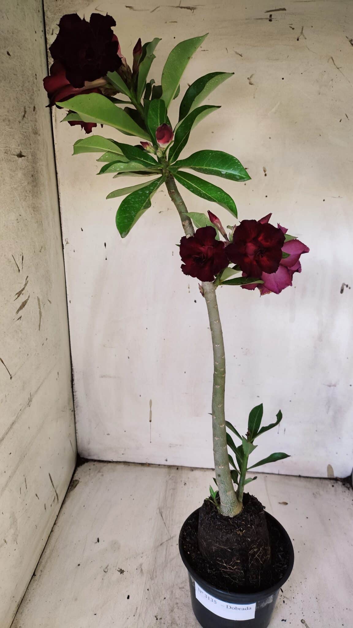 Planta Dobrada 3135 – 35cm – 03 anos