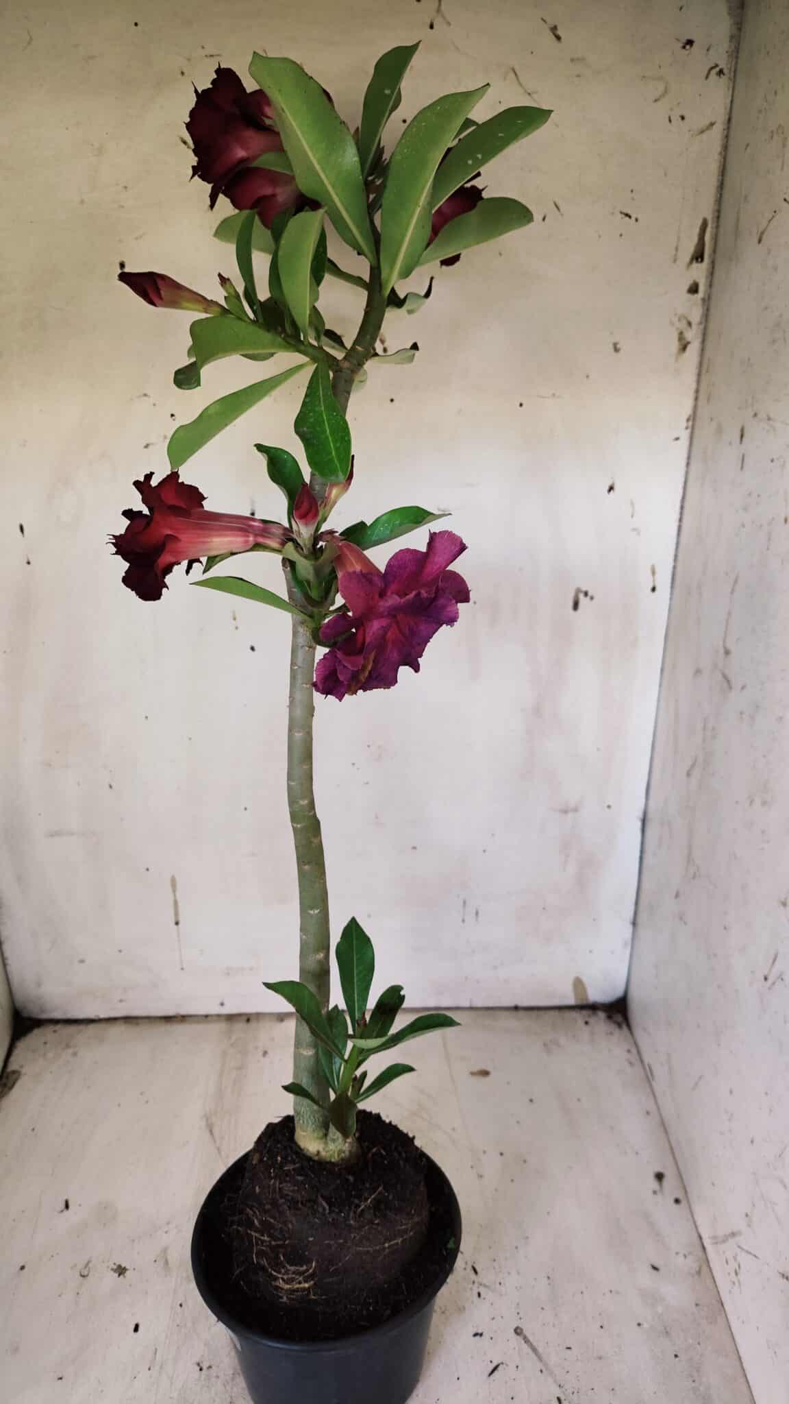 Planta Dobrada 3135 – 35cm – 03 anos