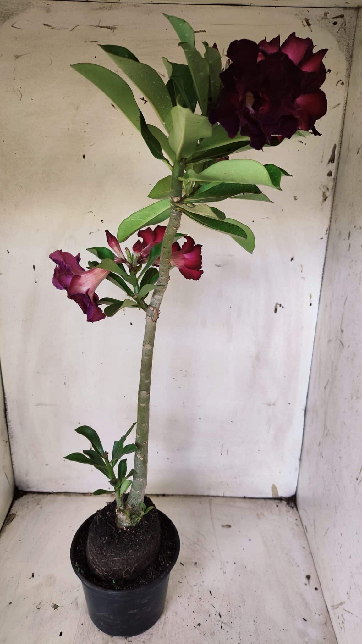 Planta Dobrada 3135 – 35cm – 03 anos