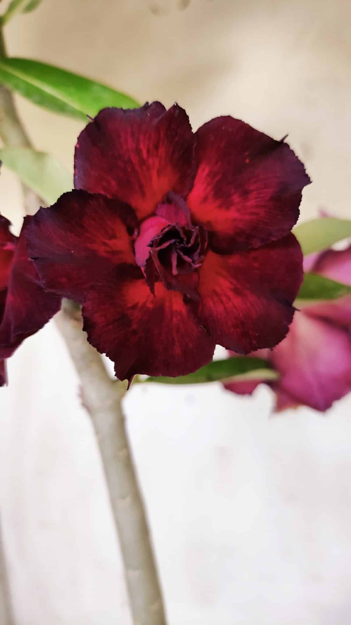 Planta Dobrada 3135 – 35cm – 03 anos