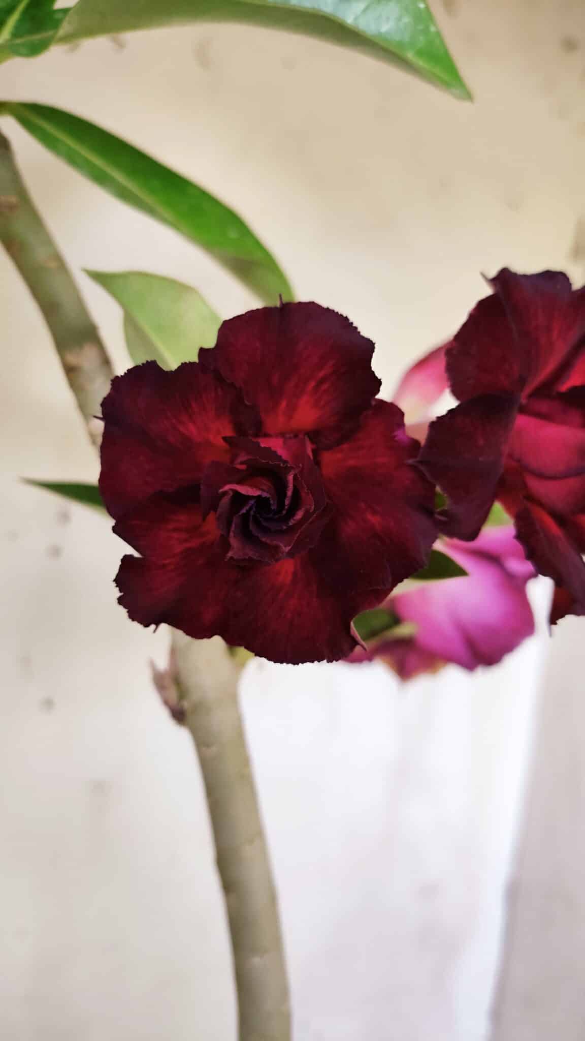 Planta Dobrada 3135 – 35cm – 03 anos