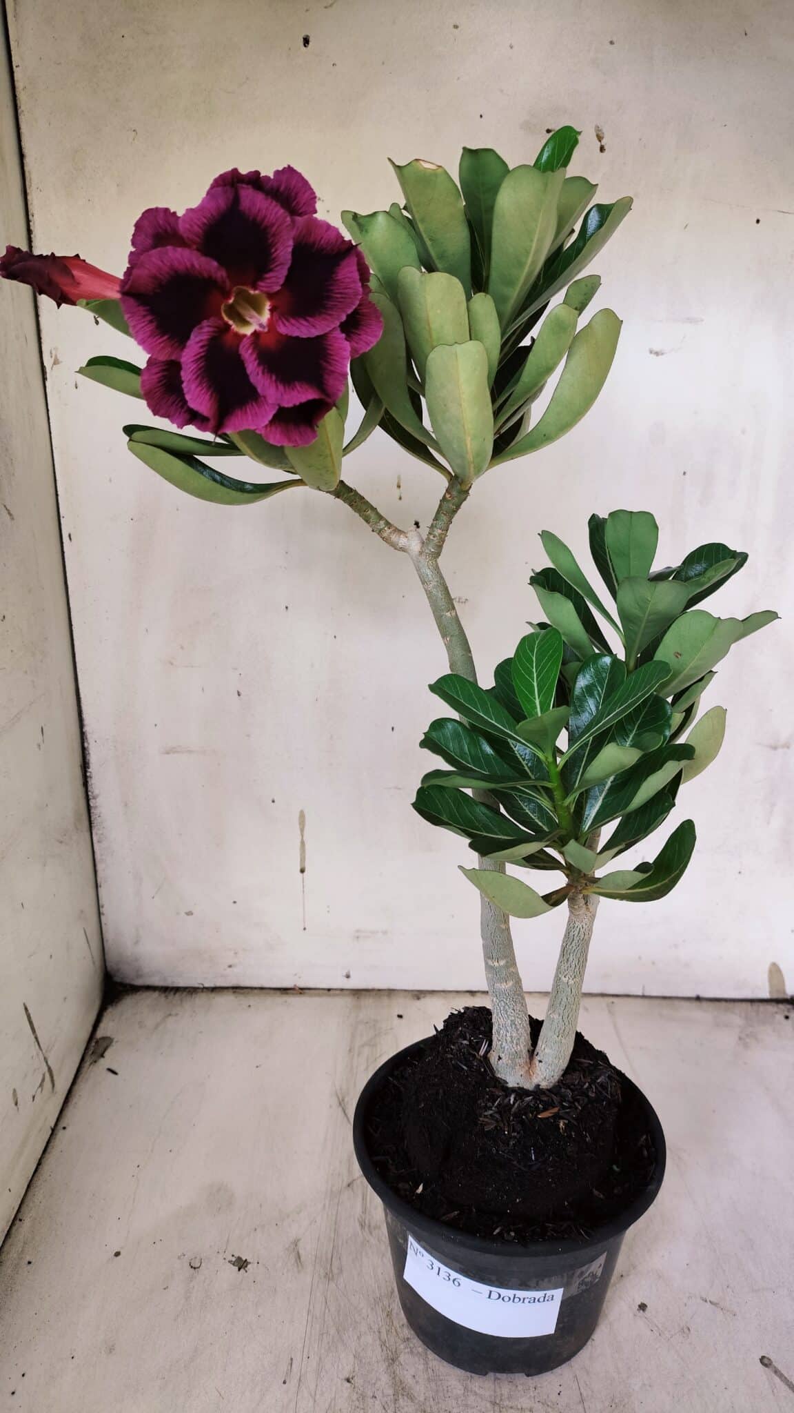 Planta Dobrada 3136 – 35cm – 03 anos