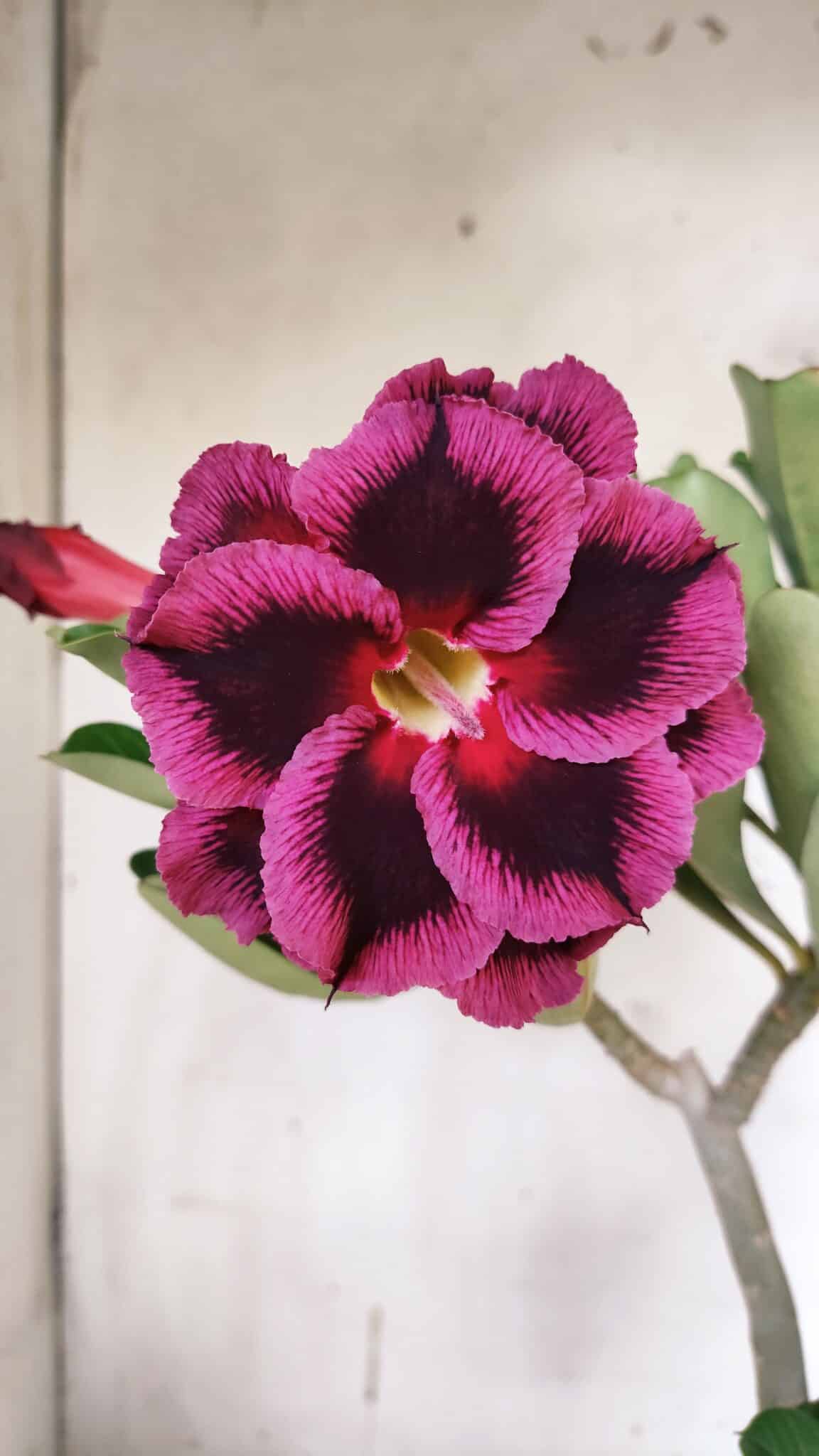 Planta Dobrada 3136 – 35cm – 03 anos