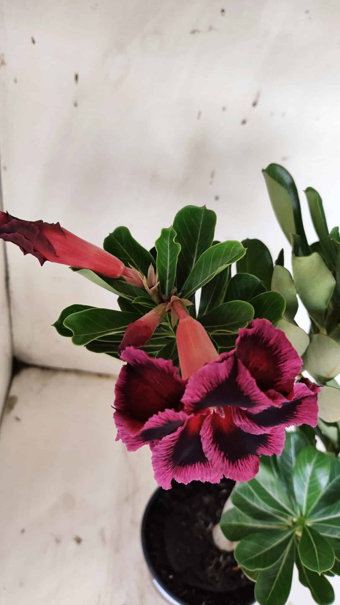 Planta Dobrada 3136 – 35cm – 03 anos