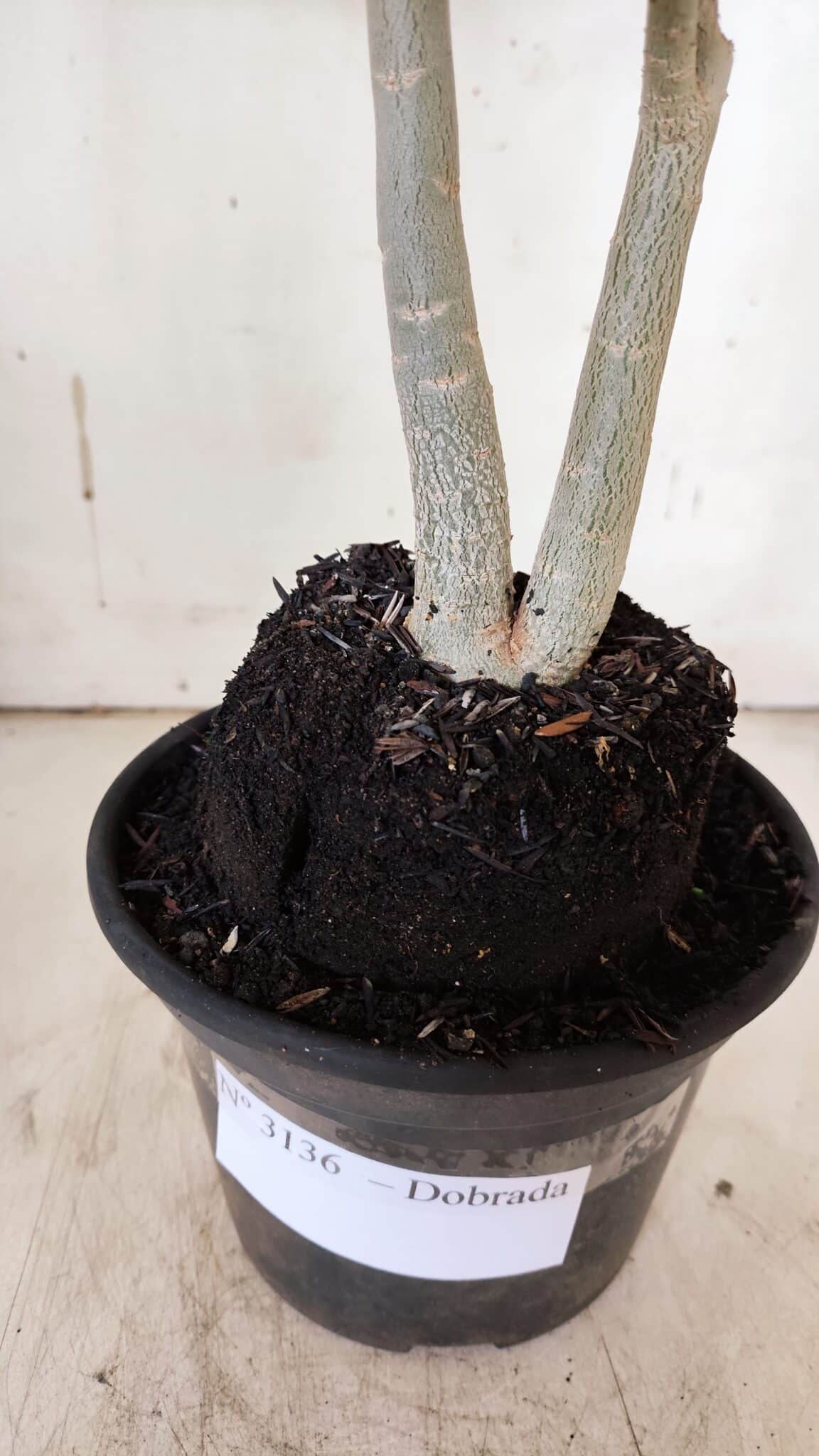 Planta Dobrada 3136 – 35cm – 03 anos