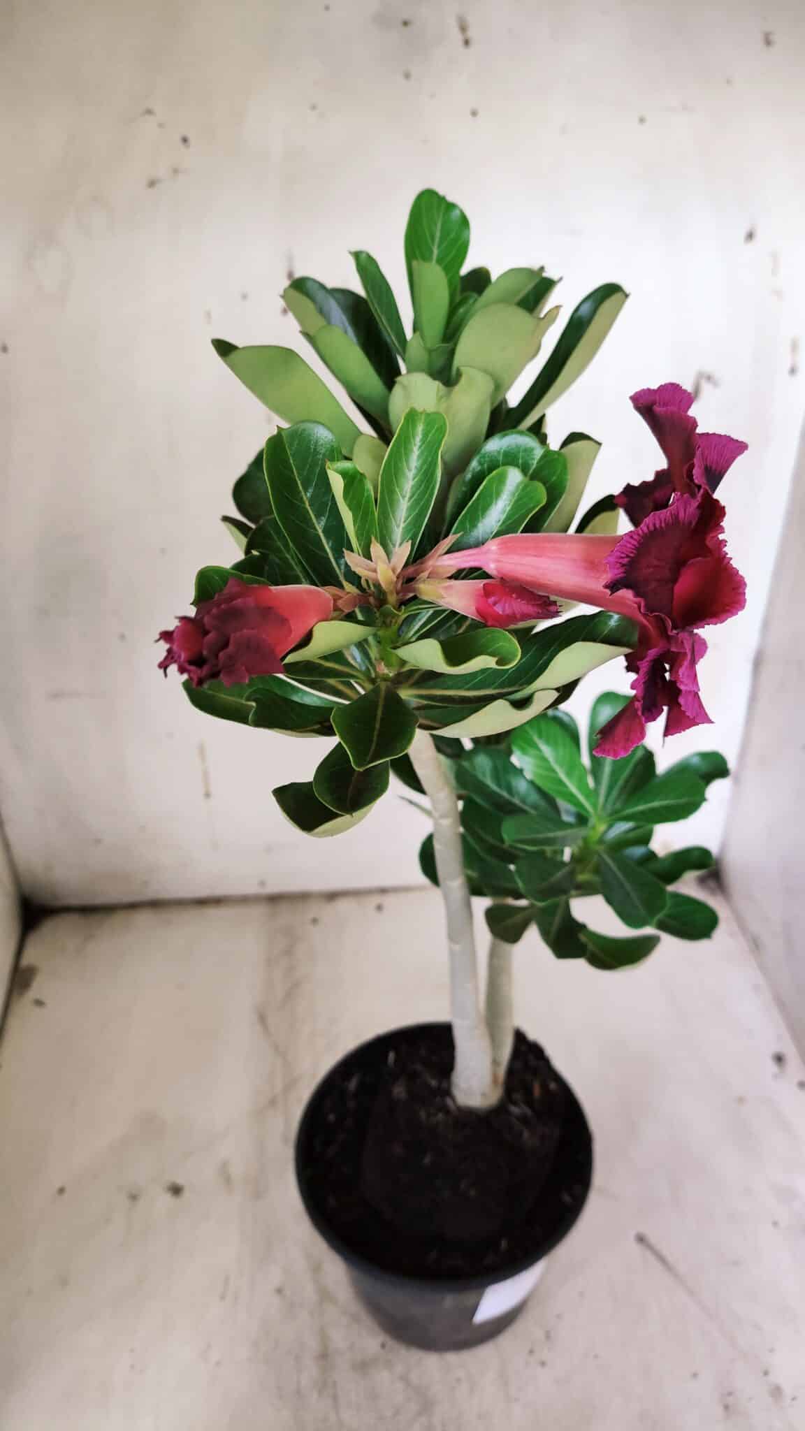 Planta Dobrada 3136 – 35cm – 03 anos