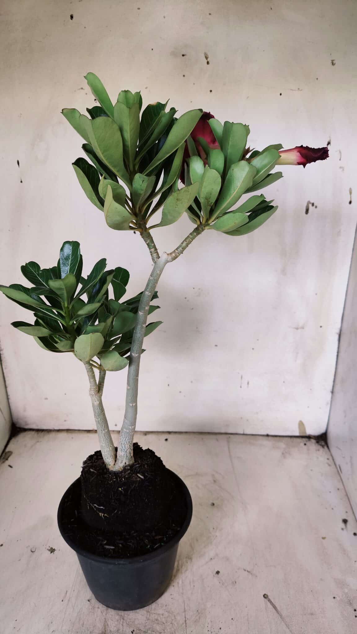 Planta Dobrada 3136 – 35cm – 03 anos