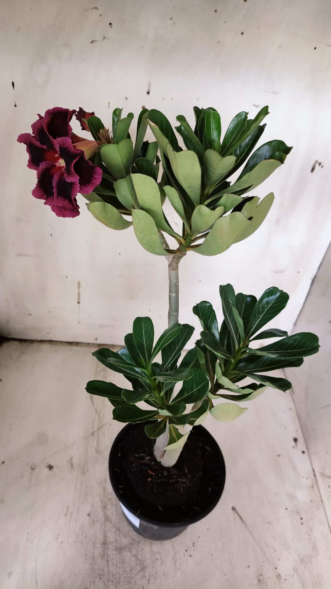 Planta Dobrada 3136 – 35cm – 03 anos