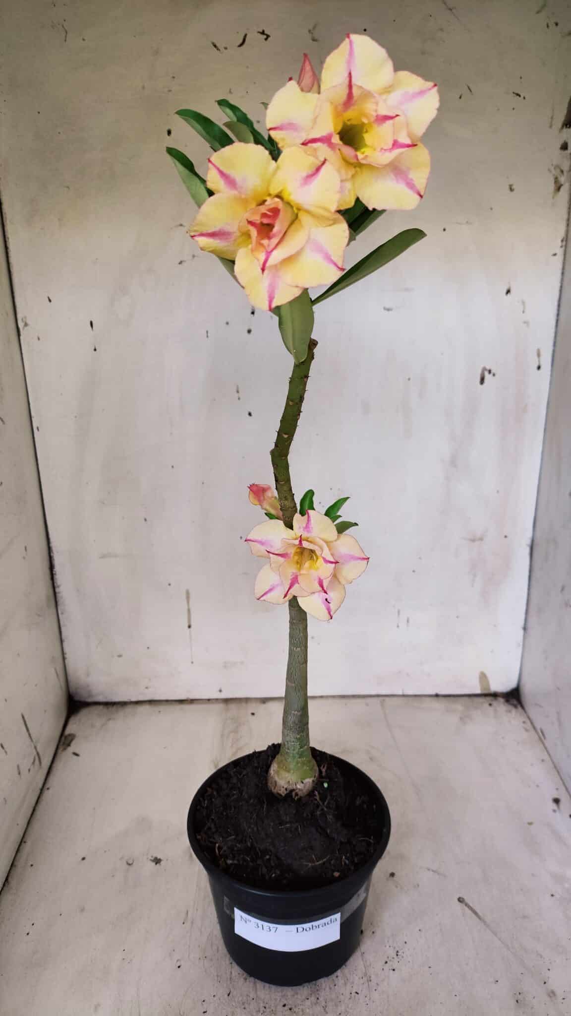 Planta Dobrada 3137 – 35cm – 03 anos