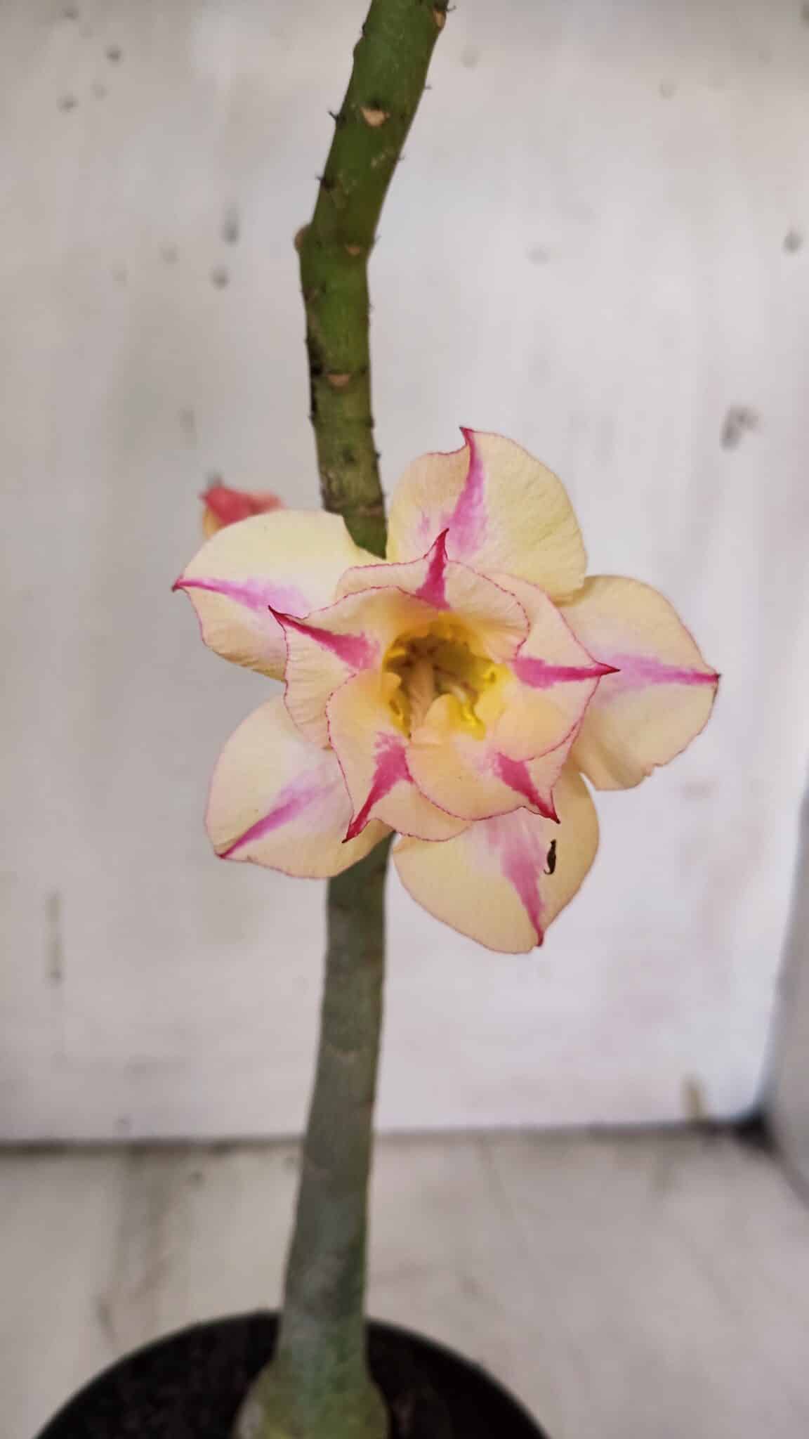 Planta Dobrada 3137 – 35cm – 03 anos