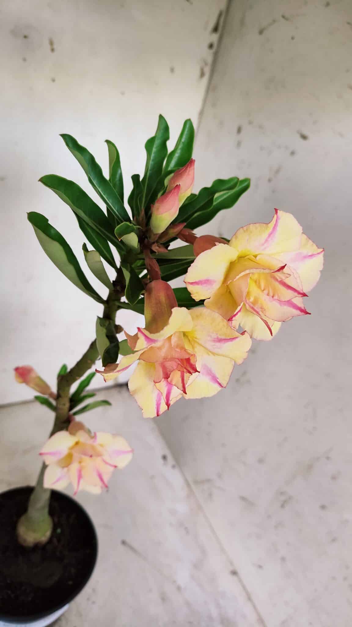 Planta Dobrada 3137 – 35cm – 03 anos