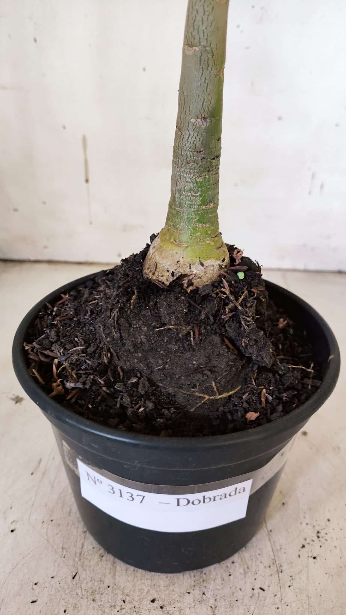 Planta Dobrada 3137 – 35cm – 03 anos