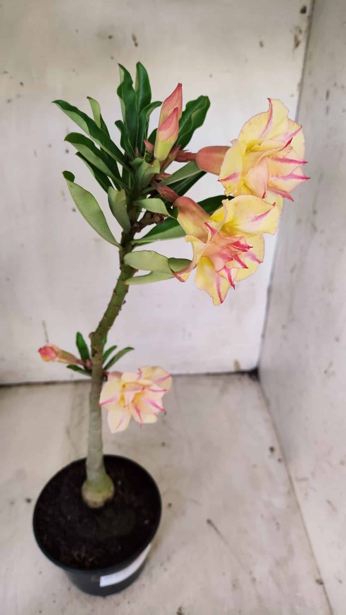 Planta Dobrada 3137 – 35cm – 03 anos