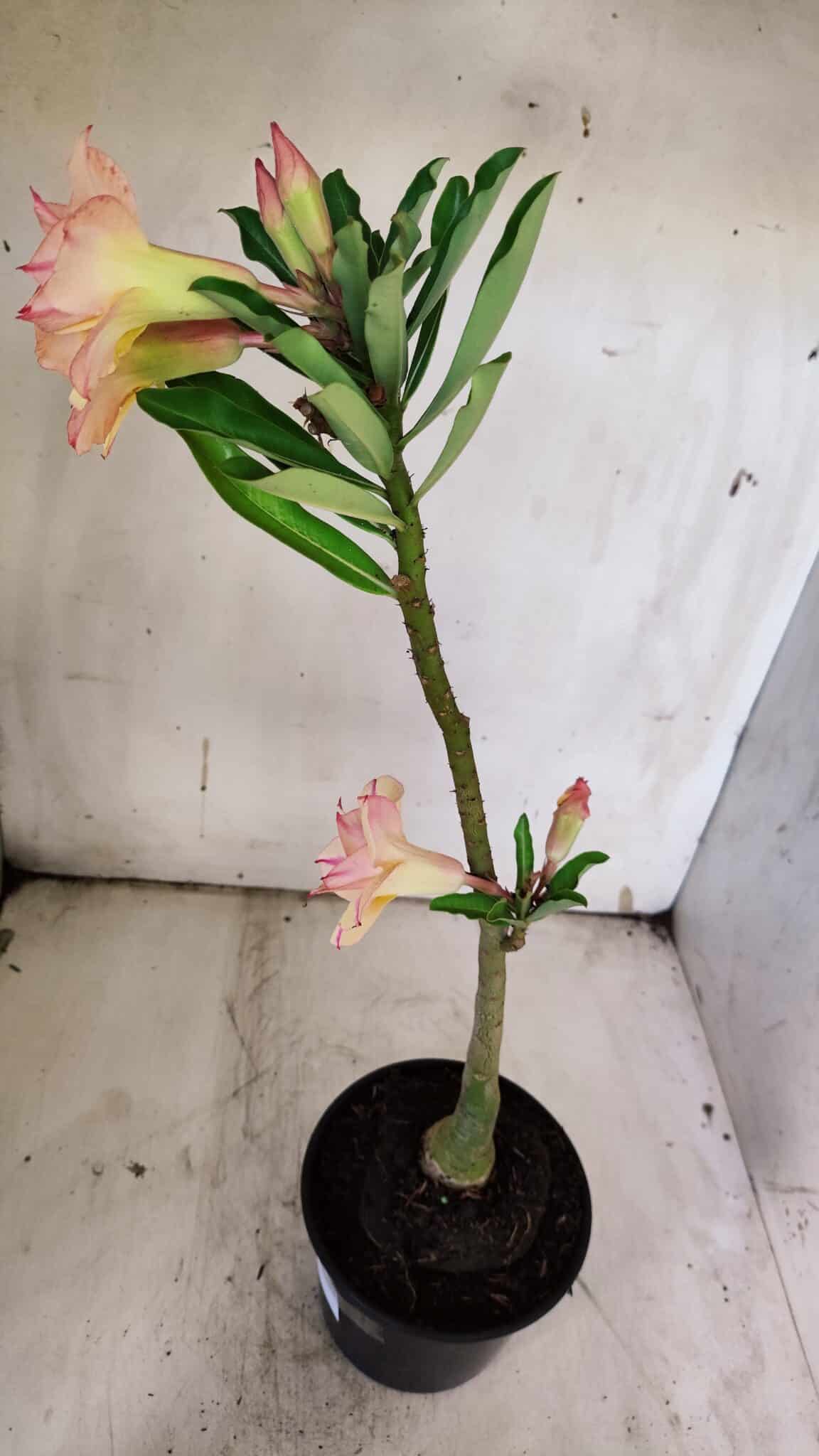 Planta Dobrada 3137 – 35cm – 03 anos