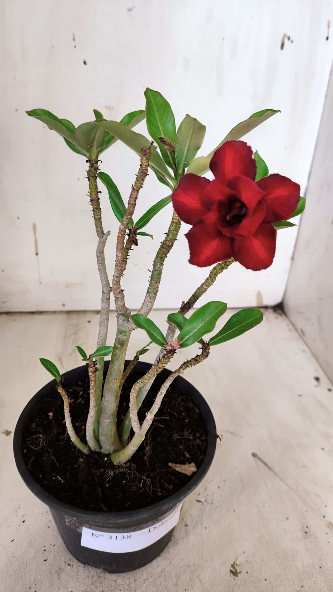 Planta Dobrada 3138 – 30cm – 02 anos