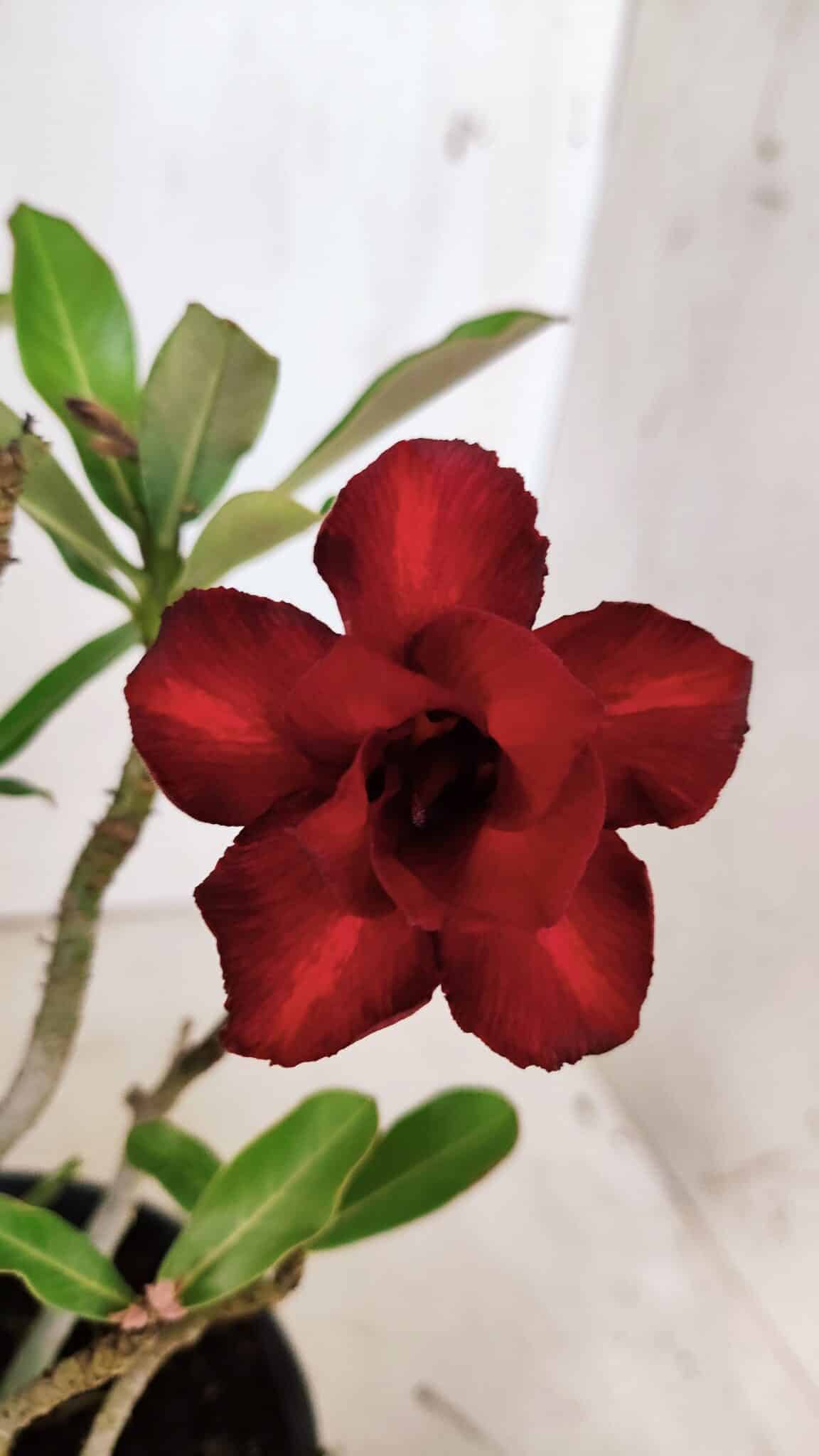 Planta Dobrada 3138 – 30cm – 02 anos