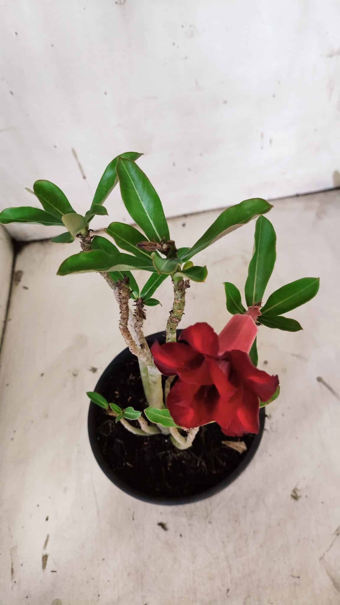 Planta Dobrada 3138 – 30cm – 02 anos