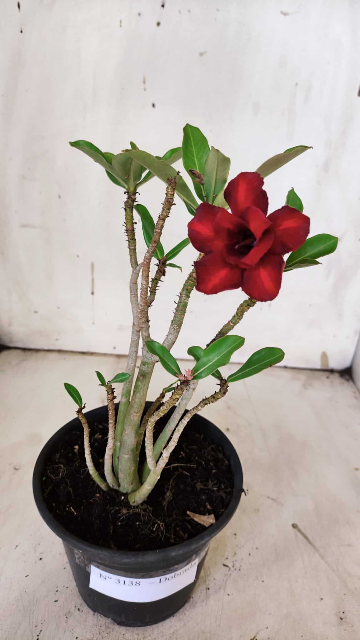 Planta Dobrada 3138 – 30cm – 02 anos