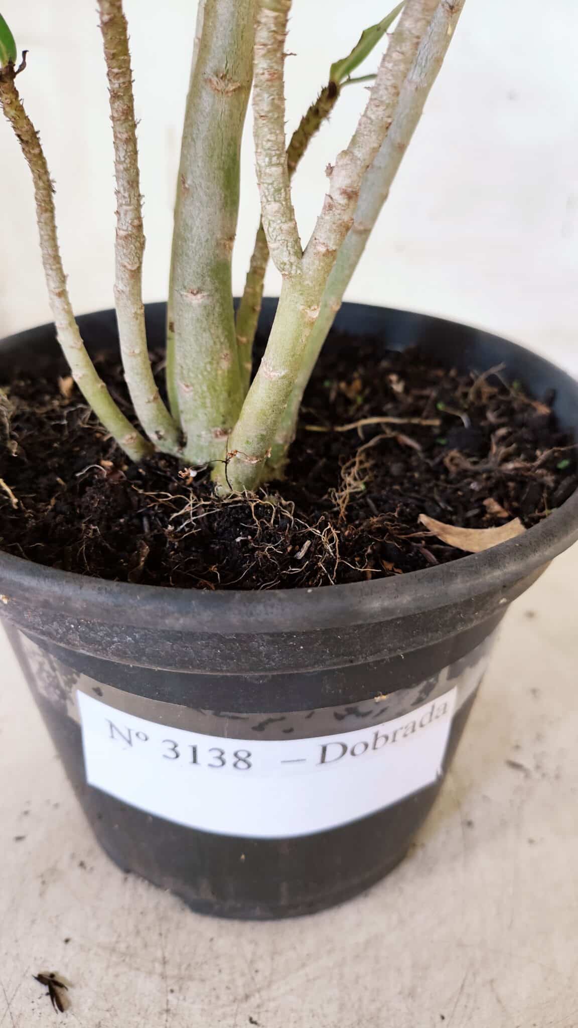 Planta Dobrada 3138 – 30cm – 02 anos