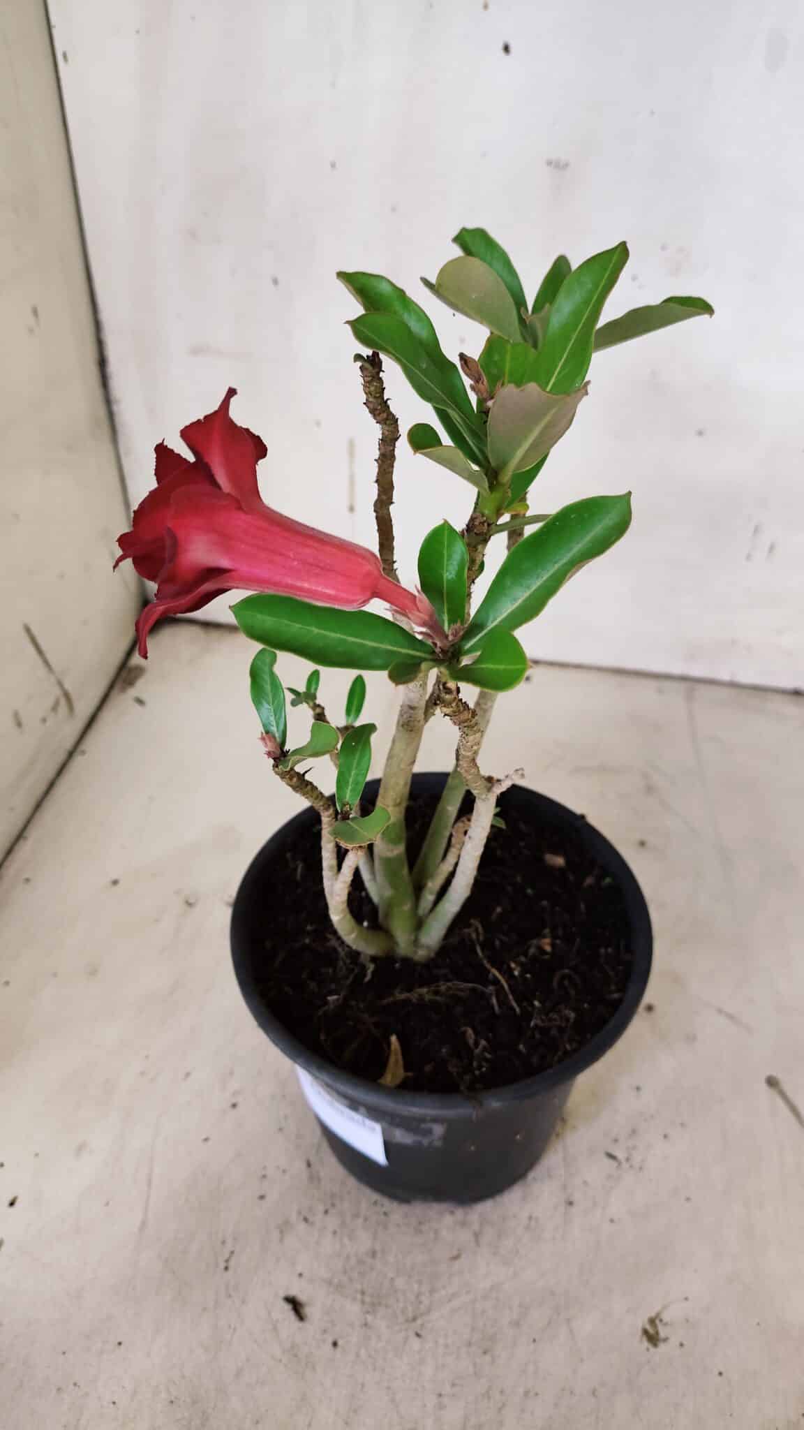 Planta Dobrada 3138 – 30cm – 02 anos